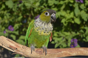 Tai Tai the Black Capped Conure