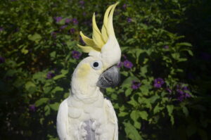 Mikey the Sulphur Crested Cockatoo