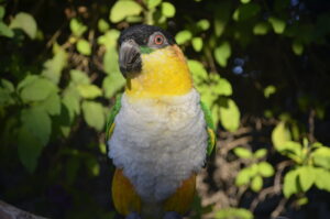 Linkin the Black Headed Caique