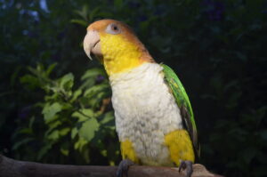 Pumpkin the Peach Headed Caique
