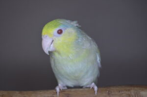 Downey the Parrotlet