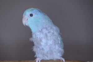 Jewels the Parrotlet