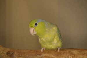 Denver the Parrotlet