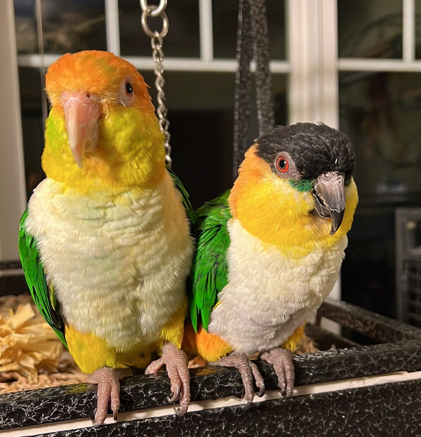 Pumpkin & Lincoln
