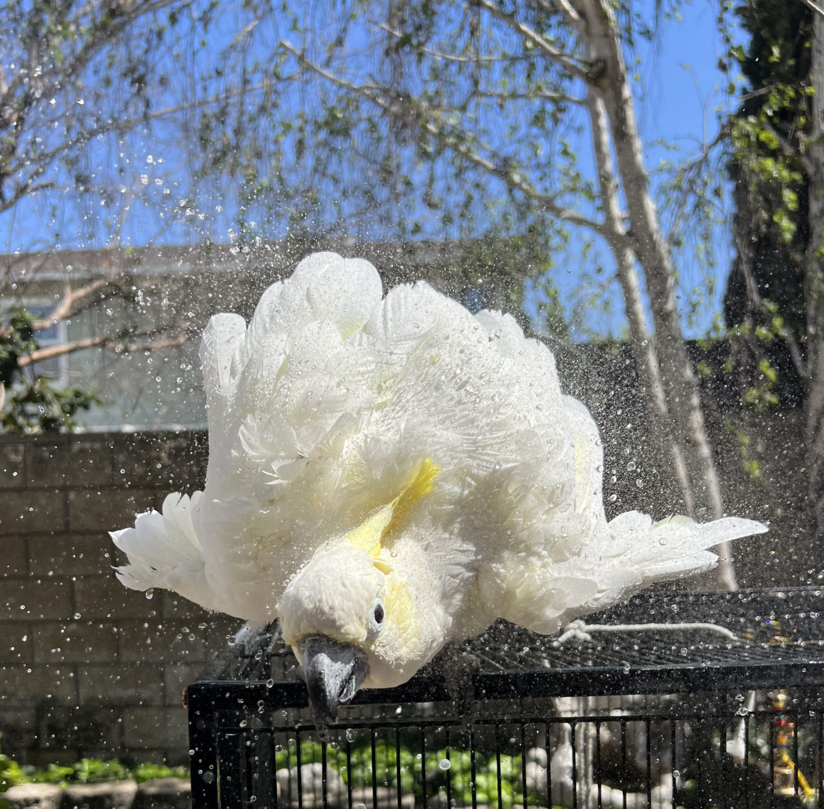 Mikey Showering