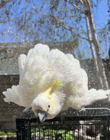 Mikey Showering