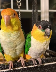 Pumpkin & Lincoln
